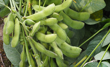 edamame