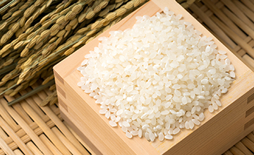 koshihikari